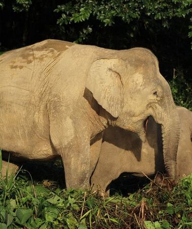 3D2N • Deramakot Forest Safari Tour 3D2N
