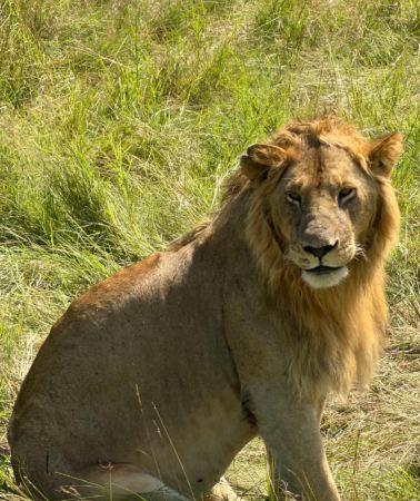 14D13N • Kenya + Nairobi + Maasai Mara National Reserve + Amboseli National Park + Serengeti National Park