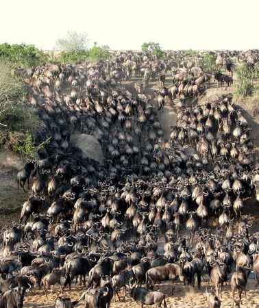 3D2N • From Nairobi: 3 - Days Maasai Mara Group Safari by 4WD