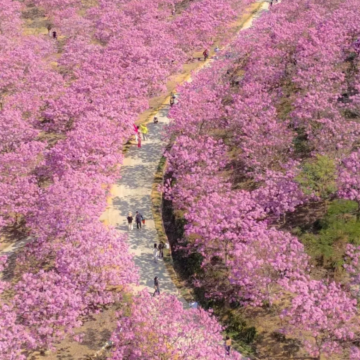 江西庐山5日4晚拼小团