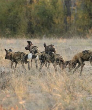 4D3N • 4-Day Discover Victoria Falls, Chobe and Hwange Park