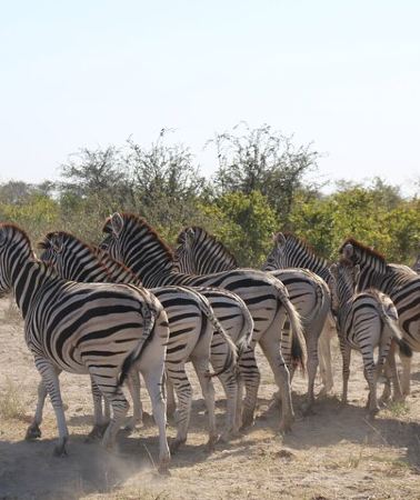 5D4N • 5-Day Ultimate Triple Country Safari: Zimbabwe, Zambia & Botswana
