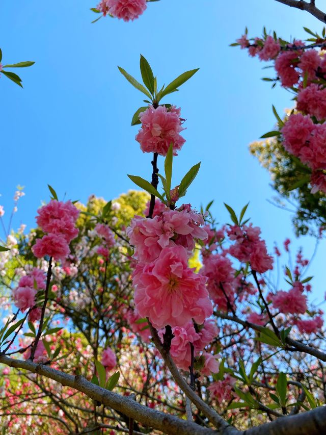 上海南汇桃花村旅行图片 4