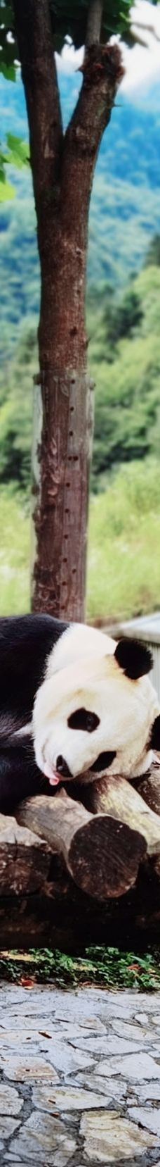 卧龙中华大熊猫苑神树坪基地-汶川
