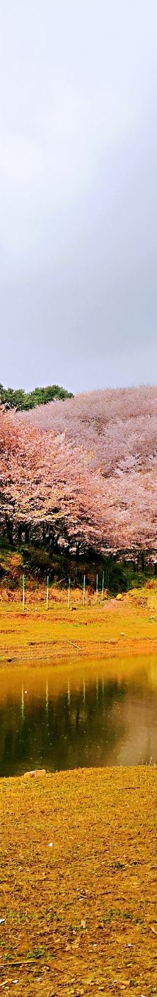 贵安樱花园-安顺