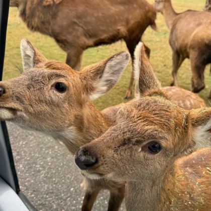 南通狼山风景名胜区+啬园+南通森林野生动物园+唐闸古镇2日1晚私家团