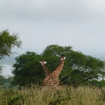 乌干达7日6晚拼小团