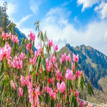 神农架+两坝一峡+三峡大坝5日4晚私家团