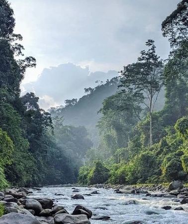 4D3N • TOUR PACKAGE (jungle trekking, taxi, Room) 4 DAYS 3 NIGHTS in BUKIT LAWANG