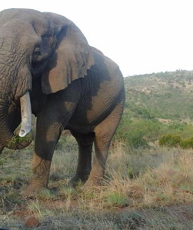 2D1N • Kruger National Park 2 Days 1 Night Magical Safari from Johannesburg Private