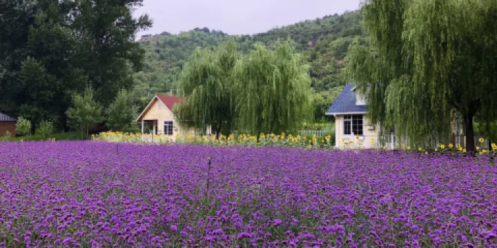 密雲人間花海薰衣草莊園