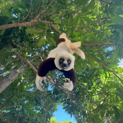 马达加斯加+留尼汪（法属）+毛里求斯+塞舌尔16日14晚私家团