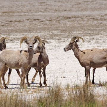 洛杉矶+拉斯维加斯10日9晚自由行