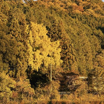 日本东京+千叶+茨城6日5晚拼小团