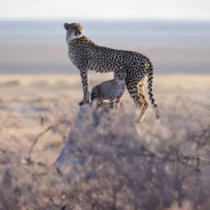 坦桑尼亚塞伦盖蒂国家公园+塔兰吉雷国家公园+恩戈罗恩戈罗7日6晚拼小团