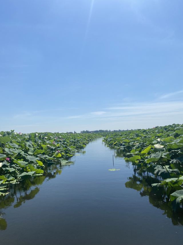 芙蓉国里君山野生荷花世界旅行图片 1