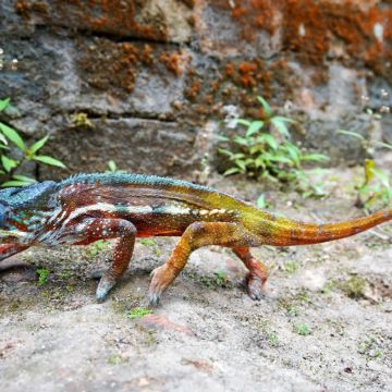 马达加斯加11日8晚跟团游