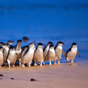 澳大利亚墨尔本9日7晚拼小团