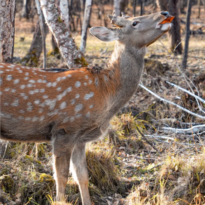 恩施市+神农架+宜昌7日6晚自由行
