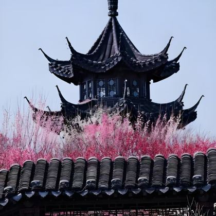 盐城中华麋鹿园+梅花湾+梦幻迷宫3日2晚自由行