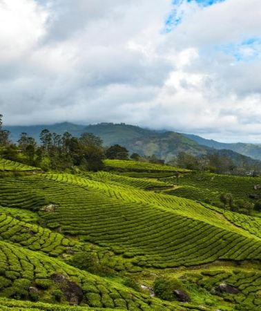 3D2N • Kochi: 3-Day Kerala Tour with Munnar and Alleppey Cruise