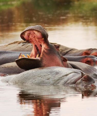 3D2N • Dar es Salaam: Mikumi National Park 3-Day Safari Tour
