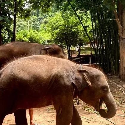泰国曼谷+芭堤雅5日4晚拼小团