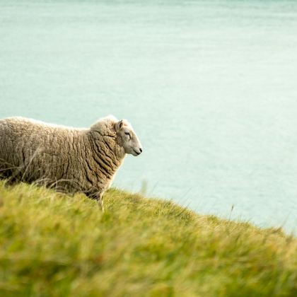 新西兰北岛+南岛13日11晚私家团
