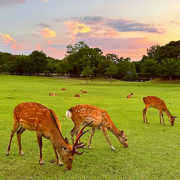 日本大阪+京都+奈良+岚山+神户5日4晚拼小团