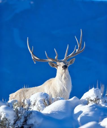 5D4N • Harbin + Yabuli Skiing and Leisure Resort + Xuexiang National Forest Park