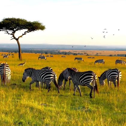 肯尼亚9日8晚私家团