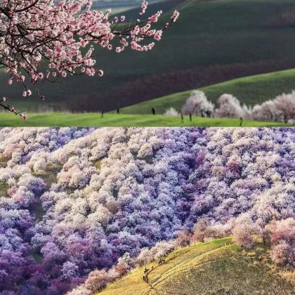 中国新疆哈密+乌鲁木齐+喀什地区+库尔勒+伊犁+吐鲁番15日4晚跟团游