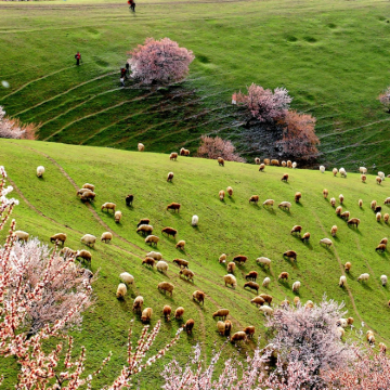 新疆乌鲁木齐+北疆6日5晚跟团游