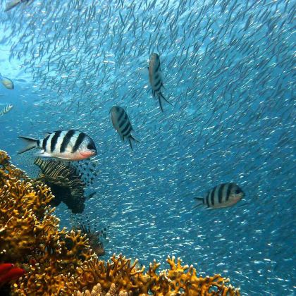 巴厘岛+佩妮达岛+科莫多7日6晚拼小团