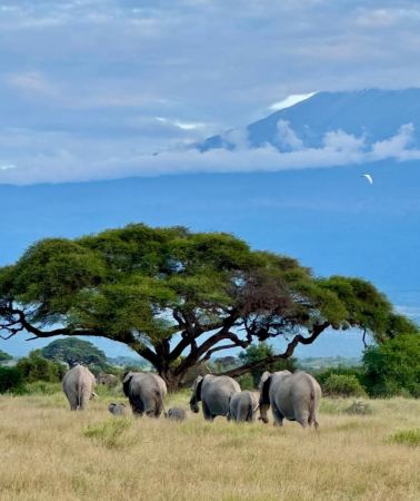 2日1晚 • 肯尼亞安布斯利國家公園深度safari遊獵＆觀雪山與象群同框＋入住安布斯利國家公園野奢營地