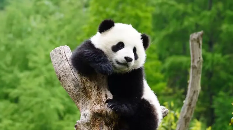 9-Day Sichuan classic panorama: Chengdu, Chongqing, Jiuzhaigou, Huanglong National Scenic Area | Private Tours·  