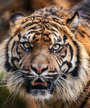 8D7N • 8 Day Golden Triangle Tour with Ranthambore {Taj , Tigers & More}
