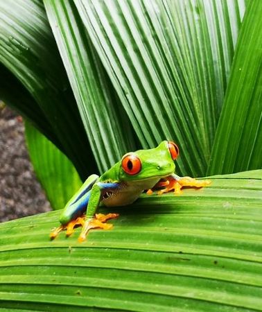 4D3N • 4 Days Tour Costa Rica: Tortuguero, Arenal, Monteverde, M Antonio