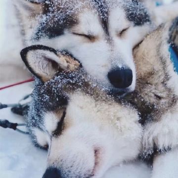 芬兰罗瓦涅米+凯米+列维+萨尼色尔卡+挪威希尔克内斯8日7晚私家团