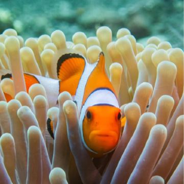 西班牙马略卡岛+阿尔库蒂亚4日3晚私家团