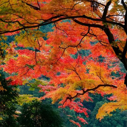 日本大阪+京都+奈良+宇治市7日6晚拼小团