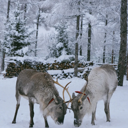 哈尔滨+雪乡+延吉+长白山6日5晚跟团游