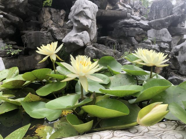 刘园古徽州文化园旅行图片 2