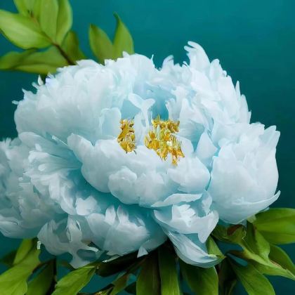 洛阳+老君山景区+龙门石窟+白马寺3日2晚私家团