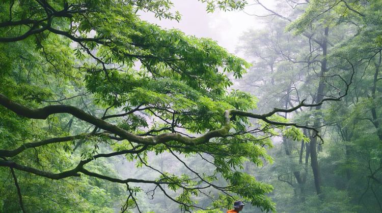 4-Day Zhangjiajie National Forest Park + Huanglong Cave + Zhangjiajie Grand Canyon