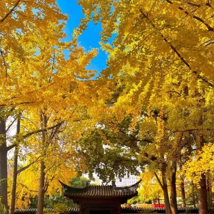 上海+乌镇+杭州+苏州+无锡+扬州+南京11日10晚私家团