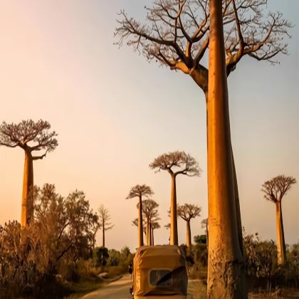 塞舌尔+留尼汪（法属）+马达加斯加+毛里求斯12日跟团游