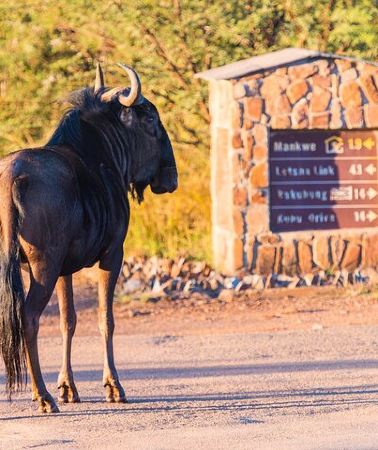 2D1N • 2 Day Pilanesberg Camping Safari
