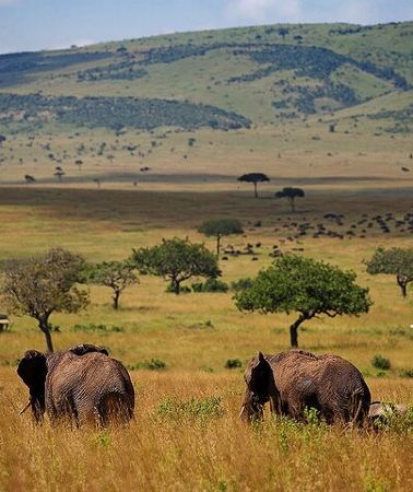 3D2N • 3 Days 2 Nights Maasai Mara National Reserve Joining Safari