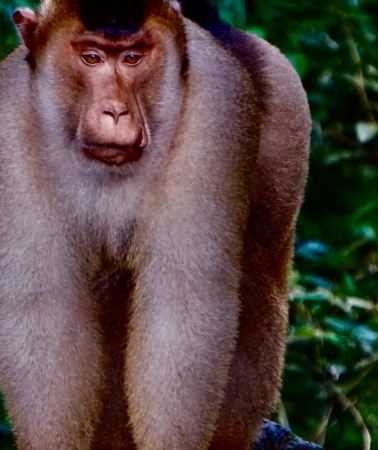 3D2N • 3-Days Exploring Bukit Lawang Rainforest & Orangutans